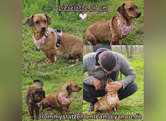 Lieselotte ist eine fröhliche Dackeldame