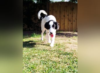 Sanfter Junghund Max(6 Mon/50 cm/15 kg) sucht liebevolles Zuhause