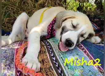 Misha2 geb. 03/2025 (GRC) - verträgliche und zuckersüße Griechische Schäferhund Mix Welpin!