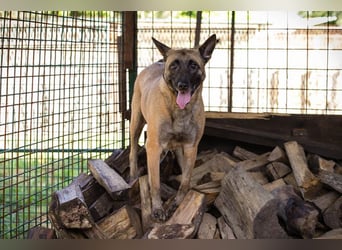 KIM - die vorsichtige Malinoishündin sucht ein hundeerfahrenes Zuhause