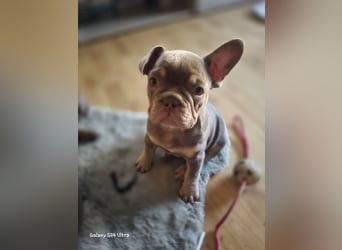 Französische Bulldoggen Welpen