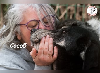 Coco5 geb. 06/2017 (ESP) - ein Engel auf vier Pfoten!