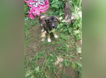 Hundekind „GRACIE“, ausreisebereit Ende Juni 2025, sucht Familie
