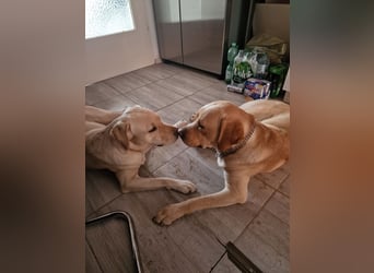 Labrador Retriever