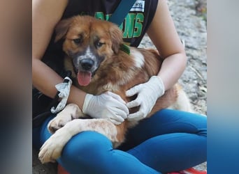 chloe eine Flauschige 5 Jährige Hundin, sucht ihr Traumzuhause