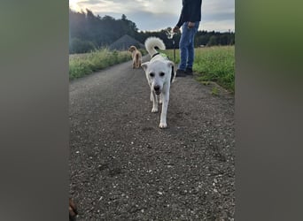 Berni - ein absoluter Traumhund