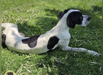 BANDITO ❤️ uuuunglaublich liebevoller Pointer
