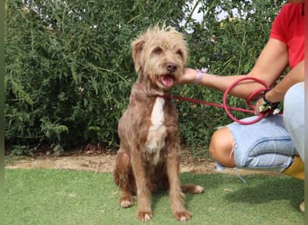 Curly, Mix Podengo / Labradoodle, lieb und sozial