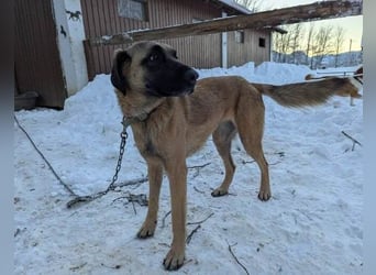 Kimba Schäferhund Mischling Hündin sucht Zuhause für immer