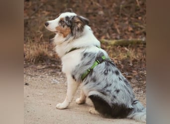 Alfred - ein besonderer Hund sucht seinen speziellen Menschen - Tierhilfe Franken e.V.