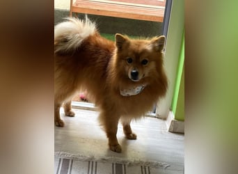 Charlie SR - Süßer Schatz sucht liebevolles Zuhause!