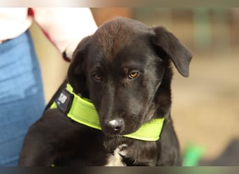 Hübscher Fido sucht seine Familie