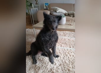 Teddy sucht ihr Happy End (56357 Pohl)