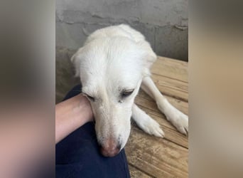 Soraya, 3 Jahre,  zweite Chance gesucht