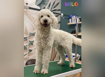Goldendoodle & Labradoodle Labrador+Golden+Retriever+Pudel Welpen