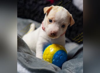Dansk Svensk Gardhund,  Farmdog, Danky