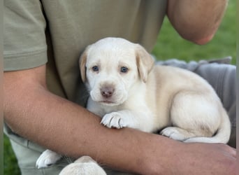Labrador Welpen rüde weiß
