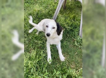 Zauberhafte, unkomplizierte junge Hündin Casper
