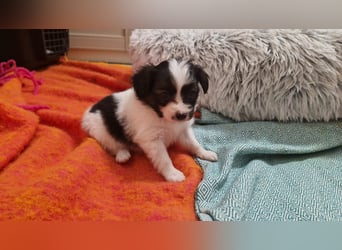 Reinrassige Papillon Welpen – Liebevoll in Familienhand aufgewachsen