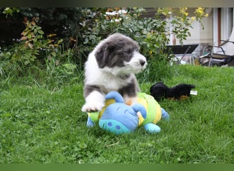 Bearded Collie Welpen, wir sind bereit für die Welt!