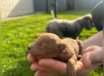 Welpen Pudel , Toypudel , Minipudel