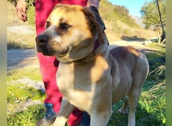 Notfell-Hündin ♥Honey♥ sucht dringend ihre emphatische PS/ES