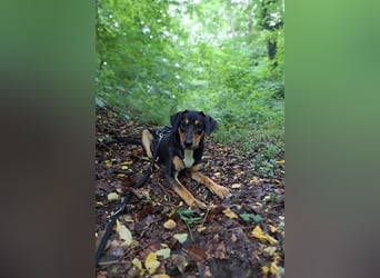 Goldie sucht ihr Zuhause für immer!