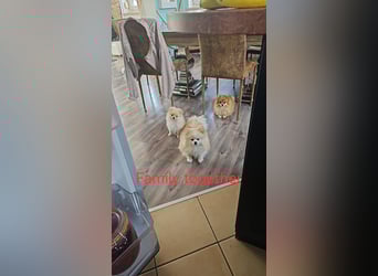 Pomeranian Spitz