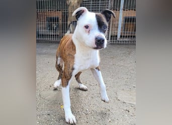 Momo ❤️ loyal, verschmust sucht Zuhause!