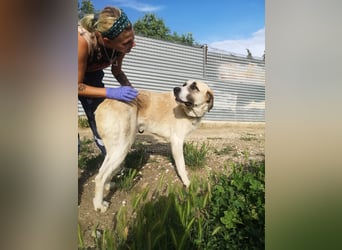 Pancho, ein zarter großer Rüde