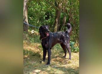 Liviusz, liebenswerter Golden retriever/ Mudi Mix geb. 2024