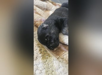 Osteuropäische Schäferhund Welpen
