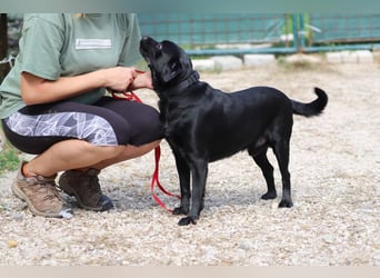 ROCKY - der liebe, aufgeschlossene Rüde kennt das Familienleben und träumt von einem lieben Zuhause