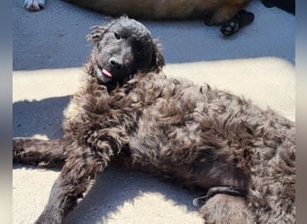 Flynn ❤️ offener, verspielter Hundejunge