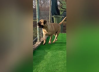 Bullmastiff Welpen