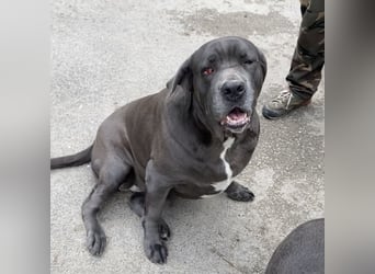 Aida, Cane Corso, sucht Zuhause