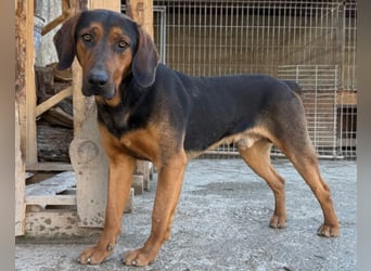 Levi ❤️ Bracke-Mix, verspielt+ aufgeschlossen