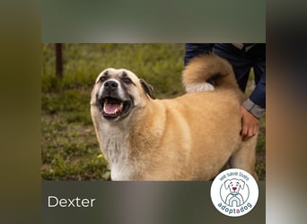 Hallo mein Name ist Dexter