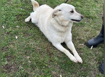 Fibi, geboren 01.06.2021, 50cm sucht ihr Körbchen