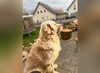 Golden Retriever Deckrüde Anton