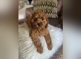 Cockapoo. F1 American Wurfankündigung Juli 2025