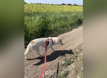 LEEBA - Ein Herz auf vier Pfoten sucht ihr Zuhause Zuhause oder Pflegestelle zum 06.09.2025 gesucht!
