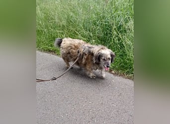 wunderschöner Pufi