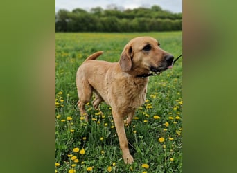 großer Herzenshund Bailey sucht noch seine Menschen