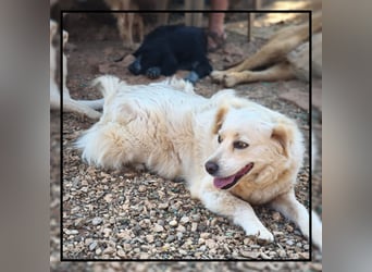 Golden Retriever Mix Flocke: katzenverträglich u. lieb sucht Familienanschluss! MIT VIDEOS!