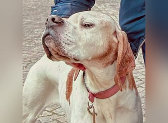 Leo - wunderbarer, lieber Pointer