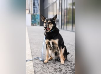 Chejs ein schwarzer Schäferhund - mischling als  treuer Wegbereiter!