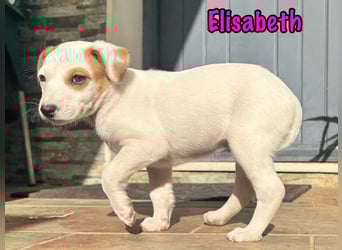 Elisabeth 02/2025 (ESP) - verschmuste, süße Podenco-Bodeguero Mix Welpin!