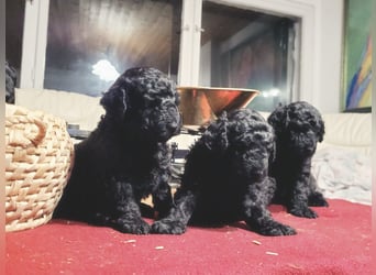 Mudidoodle ( Mudi - M. Pudel) Welpen