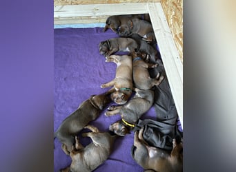 Rhodesian Ridgeback Welpen *livernose* 19./20.Mai2025